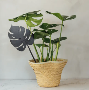 Raw Steel Tropical Leaf Stems
